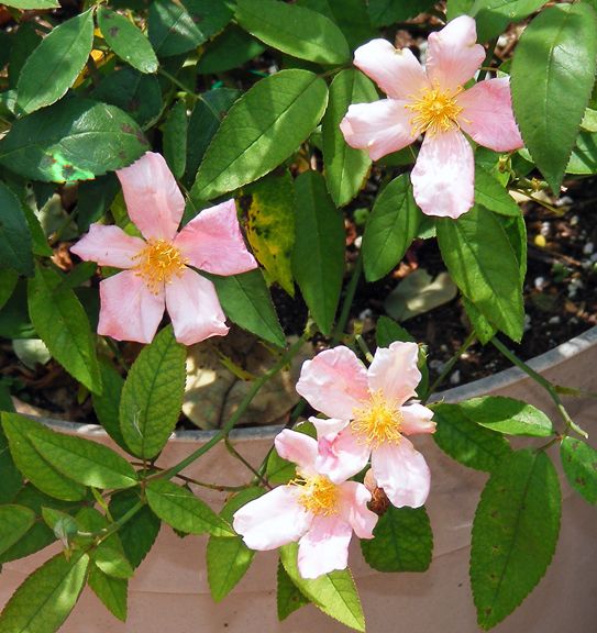 Mutabilis photo mut2013_07210014_zpsc7e86cf3.jpg